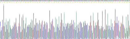 核纤层蛋白B1(LMNB1)重组蛋白