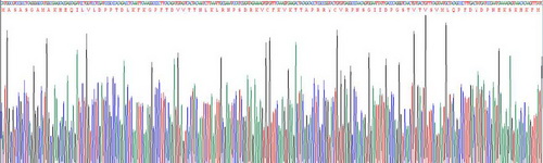 囊泡关联膜蛋白关联蛋白A(VAPA)重组蛋白