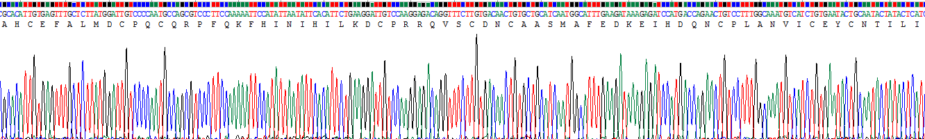 TNF受体关联因子6(TRAF6)重组蛋白