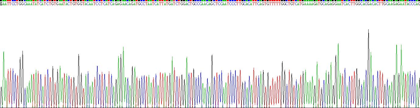 TNF受体关联因子6(TRAF6)重组蛋白