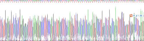 转化生长因子β1诱导转录因子1(TGFb1I1)重组蛋白
