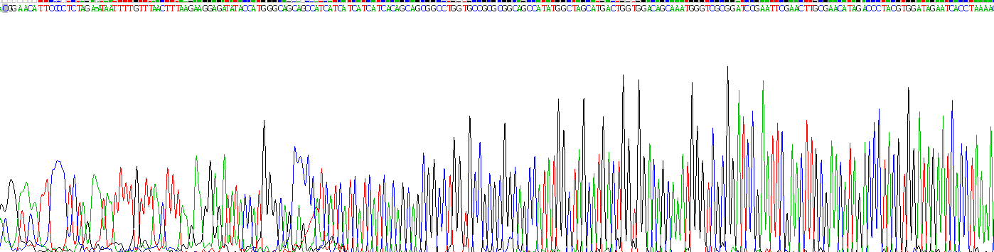 SRSF蛋白激酶2(SRPK2)重组蛋白