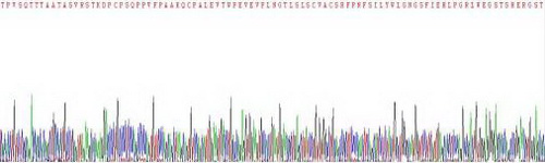 白介素18结合蛋白(IL18BP)重组蛋白