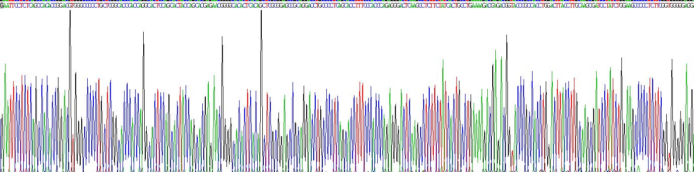 T-框蛋白4(TBX4)重组蛋白