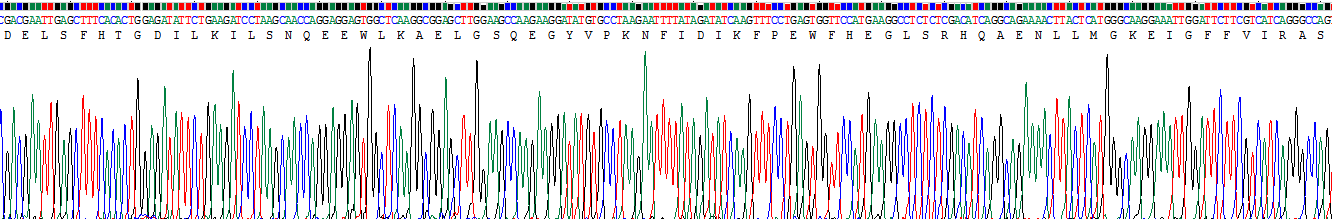 GRB2相关衔接蛋白2(GRAP2)重组蛋白