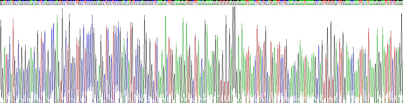 DNA甲基转移酶1(DNMT1)重组蛋白
