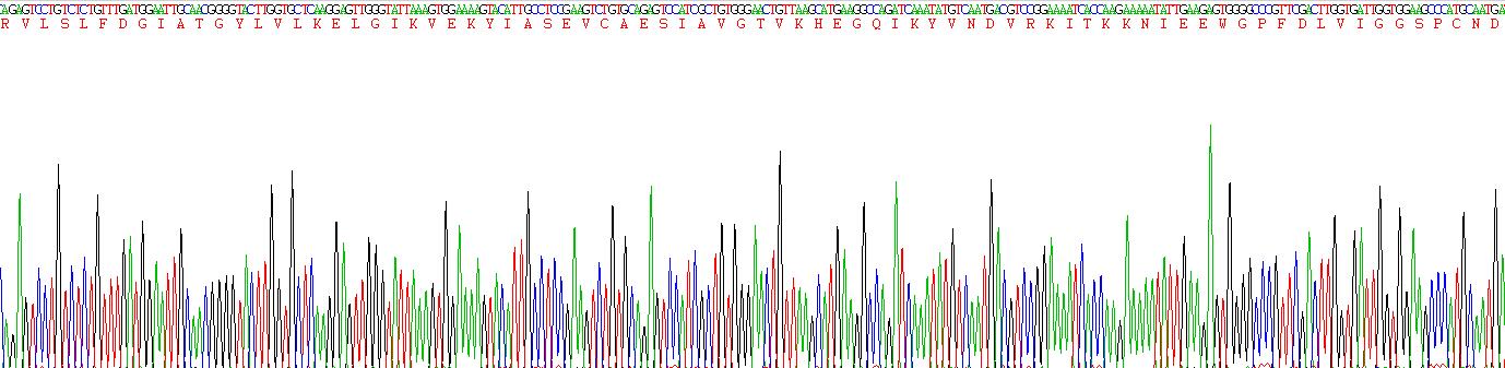 DNA甲基转移酶3B(DNMT3B)重组蛋白