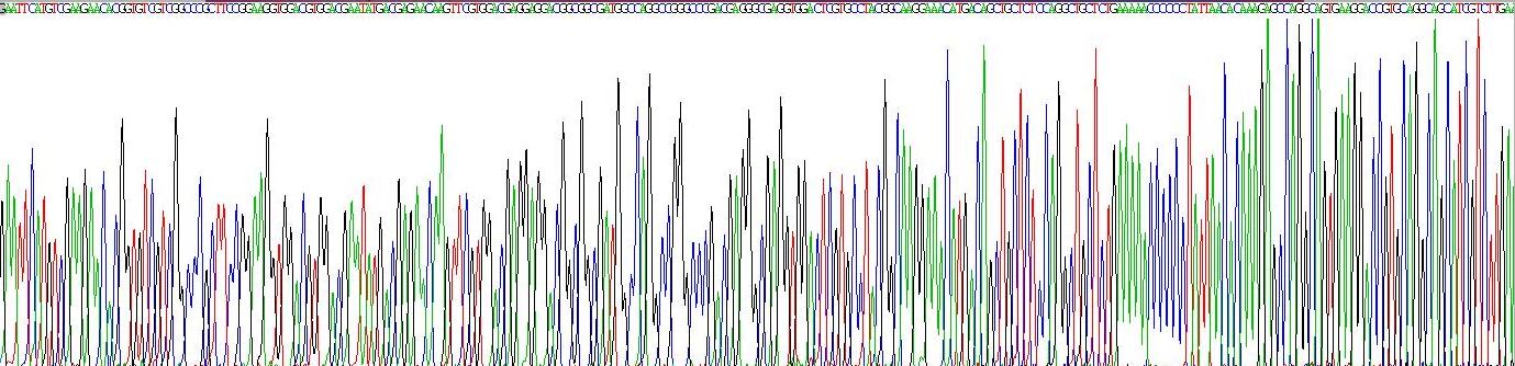 肌动蛋白相关蛋白2/3复合体亚基5(ARPC5)重组蛋白