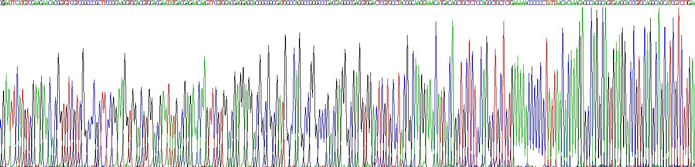 肌动蛋白相关蛋白2/3复合体亚基5(ARPC5)重组蛋白