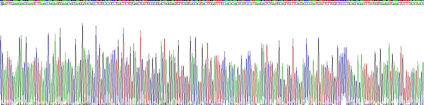 Zeste同源物增強子2(EZH2)重組蛋白