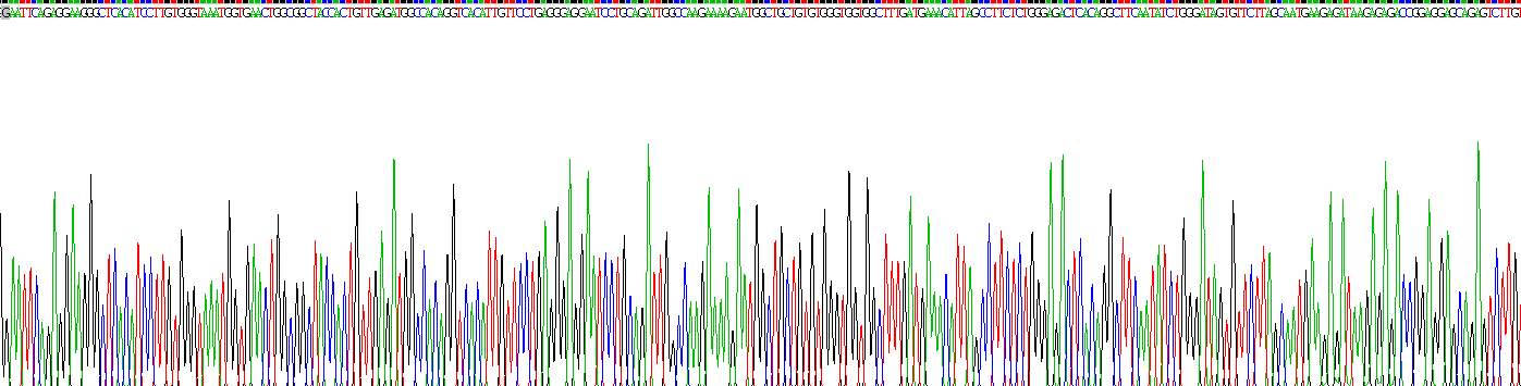 正五聚蛋白3(PTX3)重组蛋白