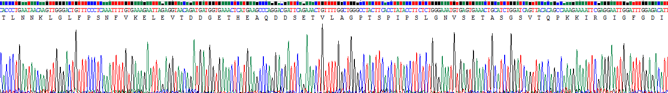 CD2關(guān)聯(lián)蛋白(CD2AP)重組蛋白