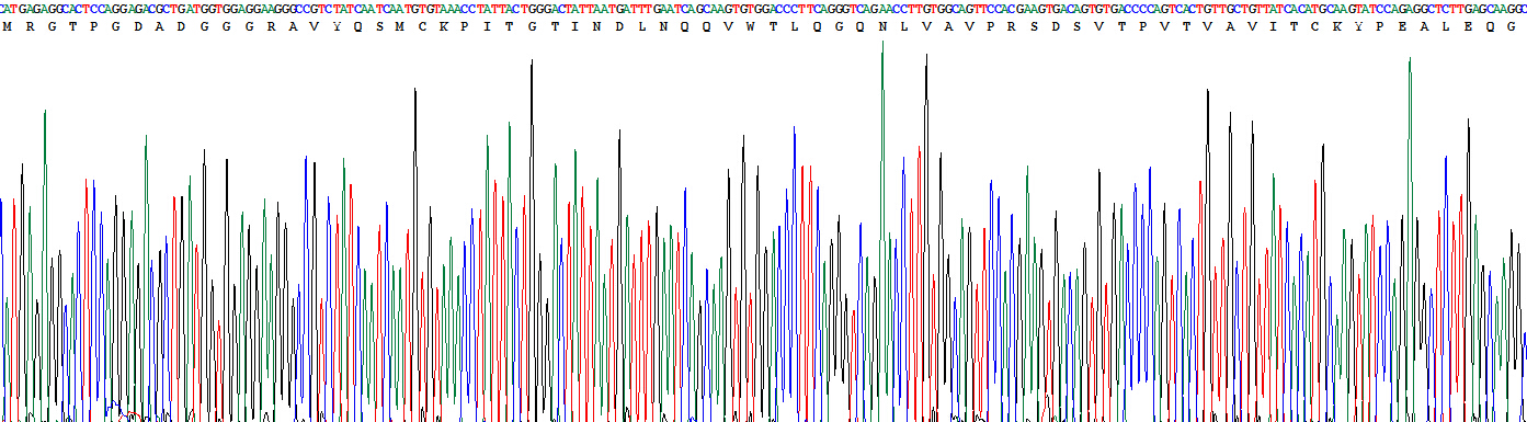 白介素1家族成员9(IL1F9)重组蛋白