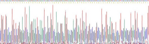 无翅型MMTV整合位点家族成员4(WNT4)重组蛋白