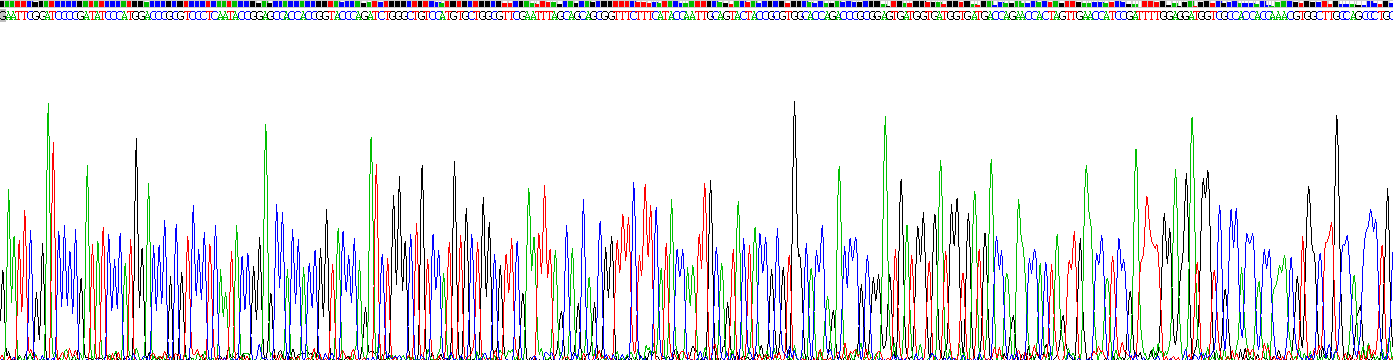 类固醇5α还原酶2(SRD5a2)重组蛋白