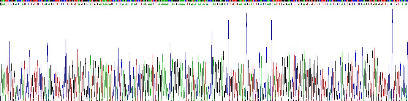 类固醇5α还原酶1(SRD5a1)重组蛋白