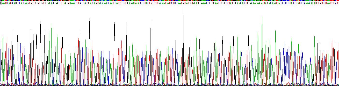 Ras相关C3肉毒菌毒素底物1(Rac1)重组蛋白
