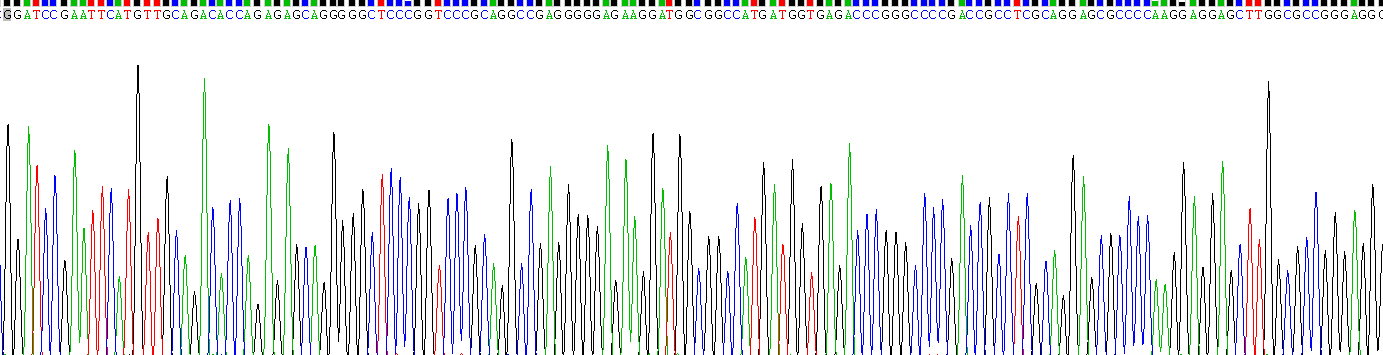 黑色素瘤抗原家族F1(MAGEF1)重组蛋白