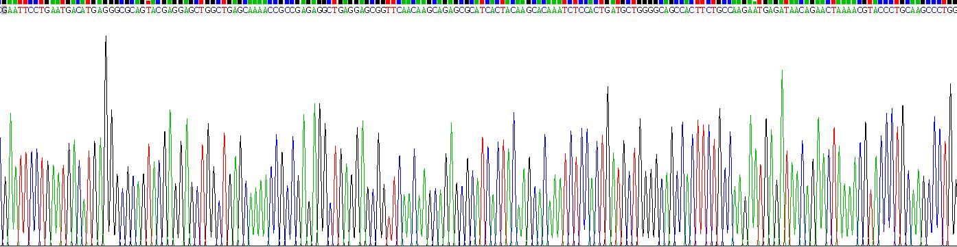角蛋白24(KRT24)重組蛋白