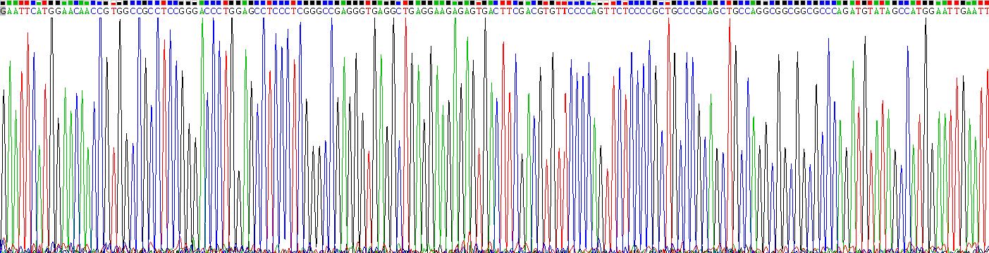 細胞分裂周期因子37樣蛋白1(CDC37L1)重組蛋白