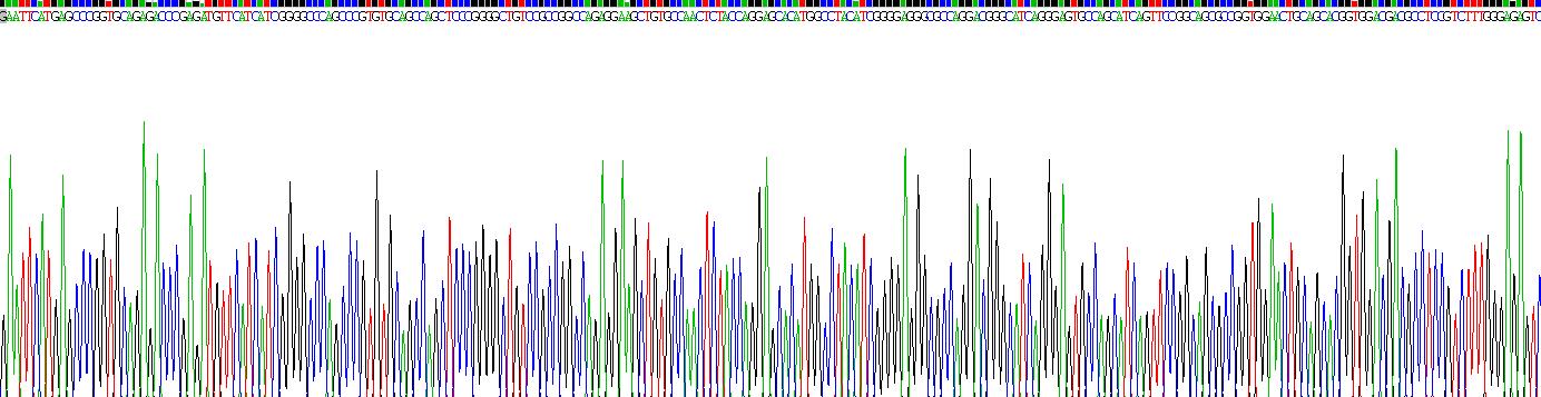 无翅型MMTV整合位点家族成员5B(WNT5B)重组蛋白