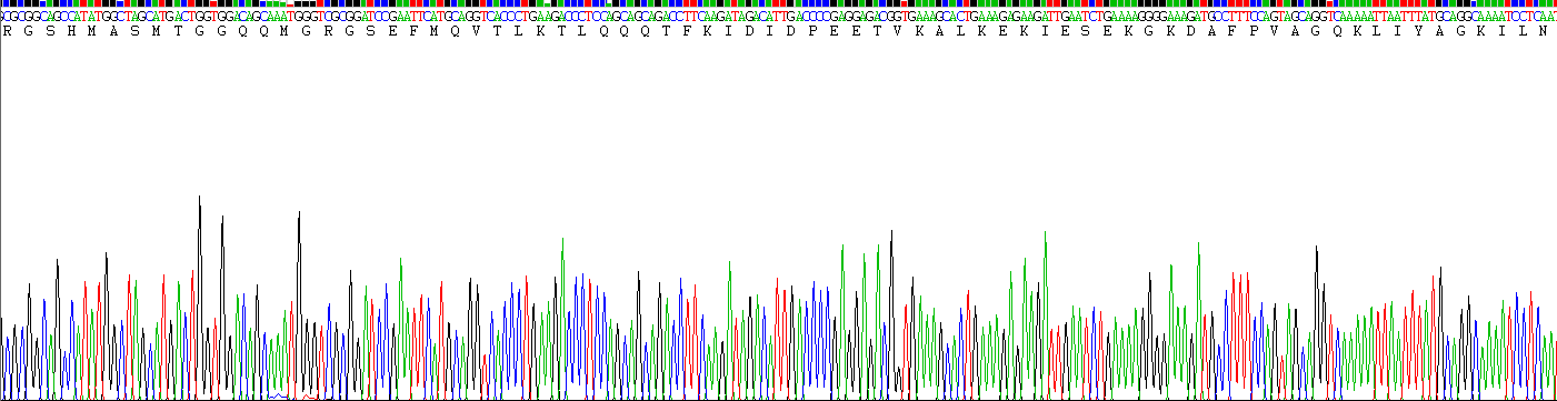RAD23同源物B(RAD23B)重组蛋白