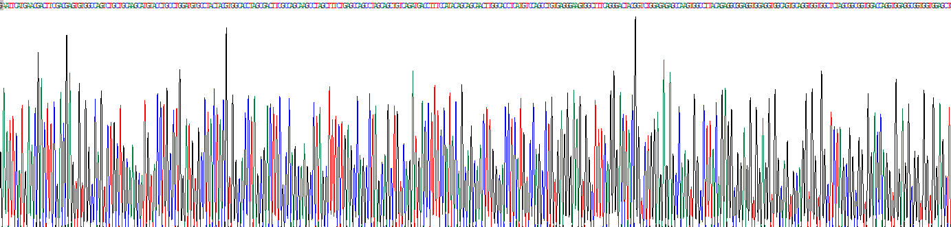 同源框蛋白D11(HOXD11)重组蛋白