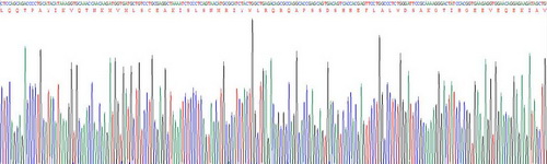 CD8b分子(CD8b)重組蛋白