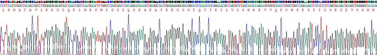 核糖核酸酶A10(RNASE10)重组蛋白