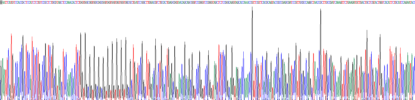 锌指蛋白503(ZNF503)重组蛋白