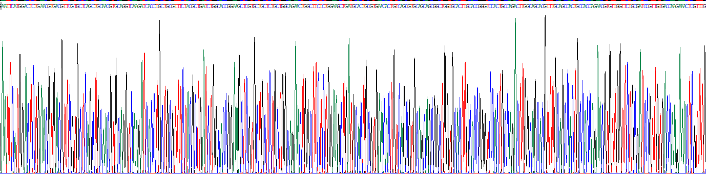 UDP-N-乙酰葡糖胺焦磷酸化酶1样蛋白1(UAP1L1)重组蛋白