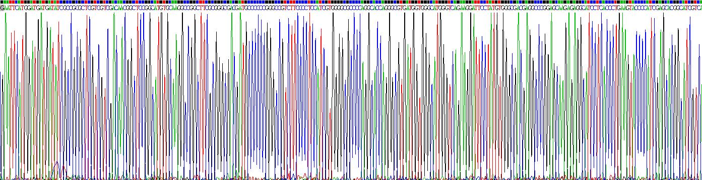 干扰素α11(IFNa11)重组蛋白