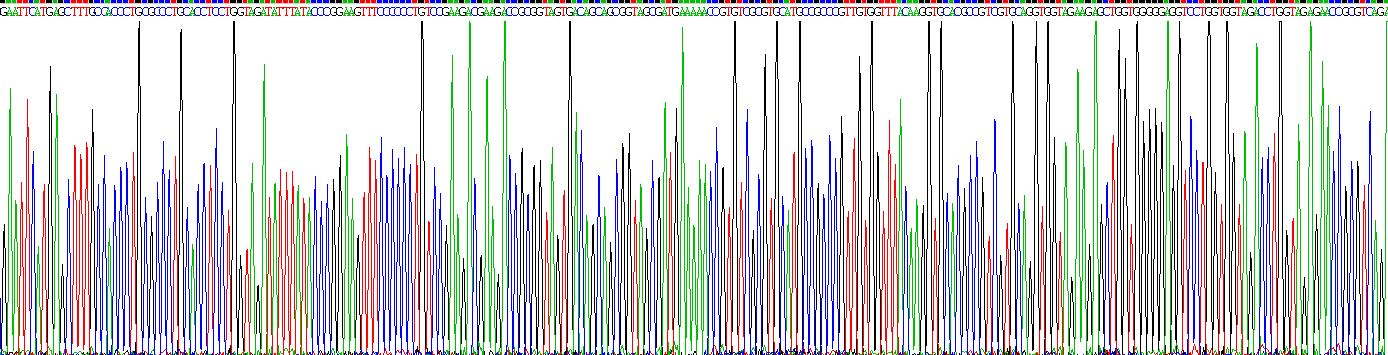 Scleraxis同源物B(SCXB)重組蛋白