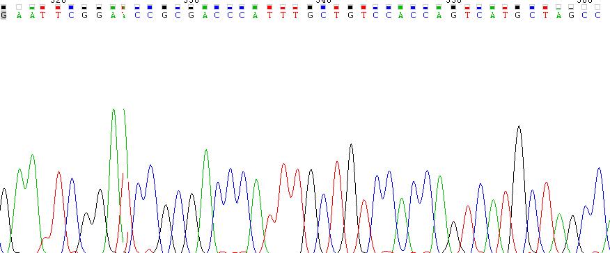 主要的花粉过敏原Bet v 1-A(BETVIA)重组蛋白