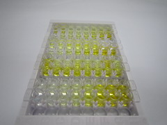 成纤维细胞生长因子4(FGF4)检测试剂盒(酶联免疫吸附试验法)
