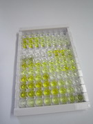 胰岛素样生长因子2(IGF2)检测试剂盒(酶联免疫吸附试验法)