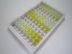 白介素10(IL10)检测试剂盒(酶联免疫吸附试验法)