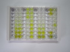 白介素1α(IL1a)检测试剂盒(酶联免疫吸附试验法)