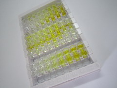 单核细胞趋化蛋白1(MCP1)检测试剂盒(酶联免疫吸附试验法)