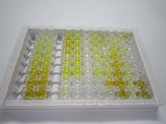 巨噬细胞集落刺激因子(MCSF)检测试剂盒(酶联免疫吸附试验法)