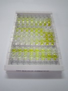 基质金属蛋白酶13(MMP13)检测试剂盒(酶联免疫吸附试验法)