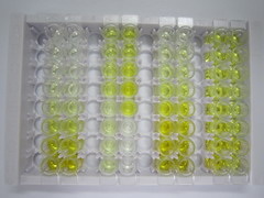 基质金属蛋白酶3(MMP3)检测试剂盒(酶联免疫吸附试验法)