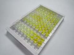转化生长因子β2(TGFb2)检测试剂盒(酶联免疫吸附试验法)