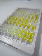 间隙连接蛋白43(CX43)检测试剂盒(酶联免疫吸附试验法)