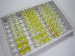 谷胱甘肽过氧化酶1(GPX1)检测试剂盒(酶联免疫吸附试验法)