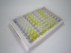 半乳糖凝集素8(GAL8)检测试剂盒(酶联免疫吸附试验法)