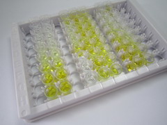 转换蛋白1(TNP1)检测试剂盒(酶联免疫吸附试验法)