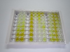 性别决定区Y框蛋白1(SOX1)检测试剂盒(酶联免疫吸附试验法)