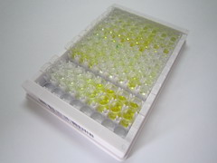α-血红蛋白稳定蛋白(aHSP)检测试剂盒(酶联免疫吸附试验法)