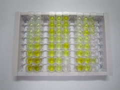 沉默调节蛋白2(SIRT2)检测试剂盒(酶联免疫吸附试验法)